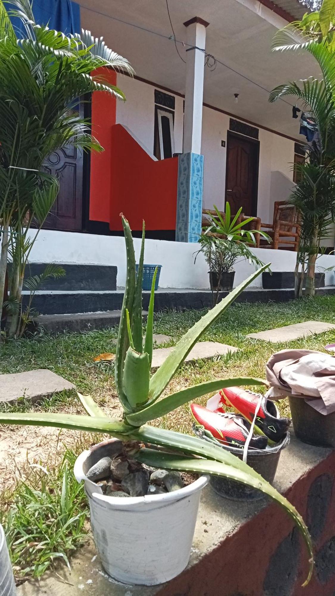 Roy Homestay Kuta Kuta (Lombok) Exterior foto